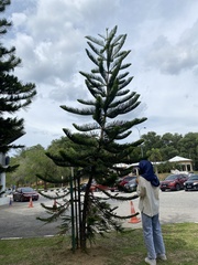 Araucaria