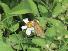 Panoquina panoquin