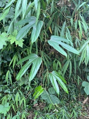 Hodgsonia macrocarpa