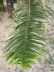 Araucaria