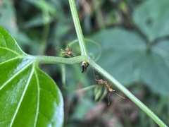 Hodgsonia macrocarpa