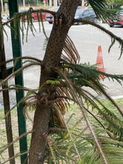 Araucaria