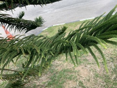 Araucaria