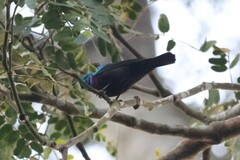 Cinnyris bifasciatus