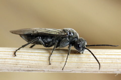 Dolerus nigratus