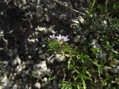 Thymus dimorphus