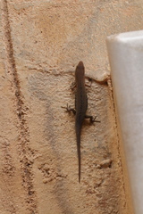 Eutropis macularia