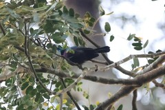 Cinnyris bifasciatus