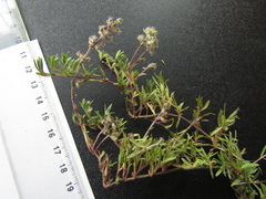 Thymus dimorphus