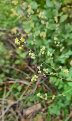 Thalictrum minus