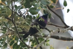 Cinnyris bifasciatus