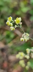 Thalictrum minus