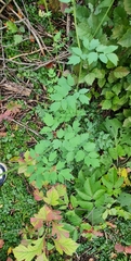 Thalictrum minus