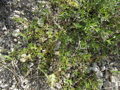 Thymus dimorphus