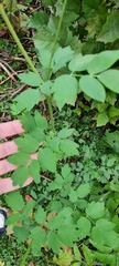 Thalictrum minus