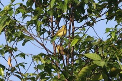 Zosterops senegalensis