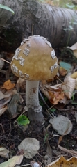 Amanita ceciliae