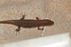 Eutropis macularia