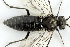 Dolerus nigratus
