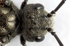 Dolerus nigratus