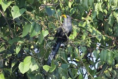 Ceuthmochares aereus aereus