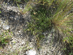 Thymus dimorphus