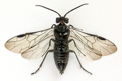 Dolerus nigratus