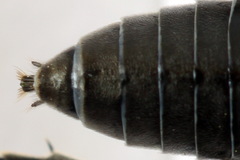 Dolerus nigratus