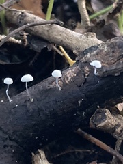 Mycena stylobates
