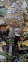 Amanita ceciliae