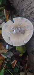 Amanita ceciliae