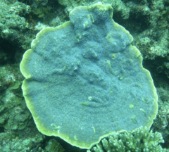 Montipora