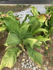 Epipremnum aureum