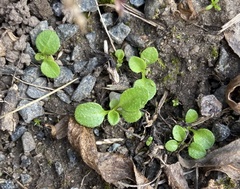 Veronica officinalis