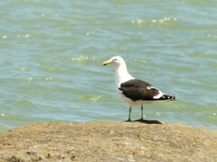 Larus dominicanus dominicanus