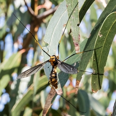 Leptotarsus clavatus