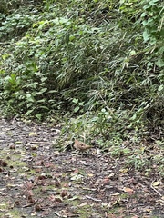 Bambusicola thoracicus