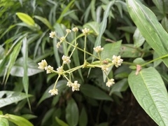 Persicaria chinensis