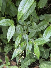 Persicaria chinensis