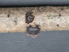 Biscogniauxia repanda