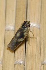 Macrosteles variatus