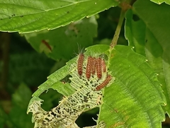 Thyrassia