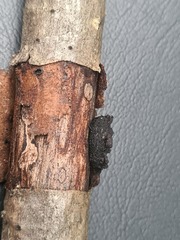 Biscogniauxia repanda