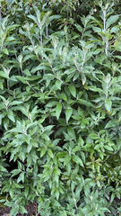 Buddleja davidii