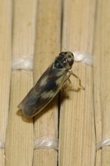 Macrosteles variatus