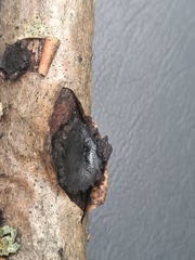 Biscogniauxia repanda