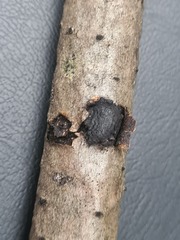 Biscogniauxia repanda