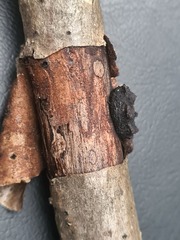 Biscogniauxia repanda