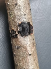 Biscogniauxia repanda