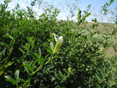 Chamaecytisus skrobiszewskii